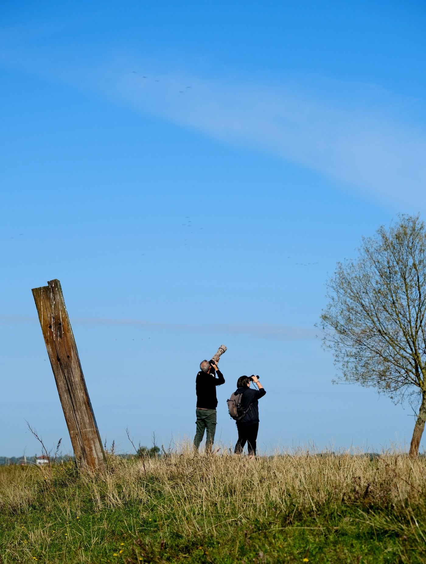 Birdwatchers observing wildlife in an open field