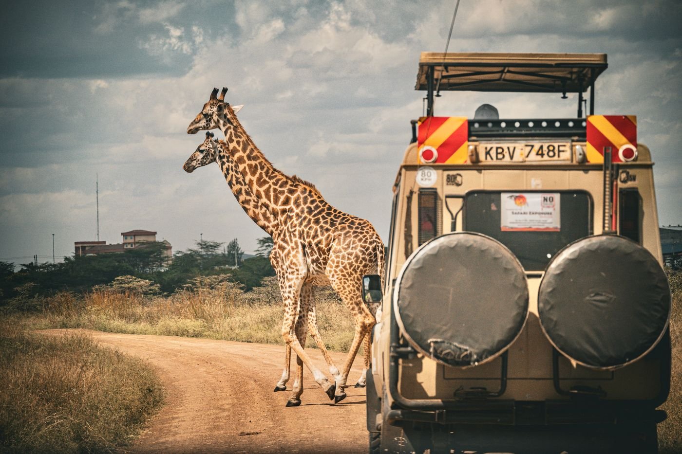 Safari vehicle watching giraffes in the African bush