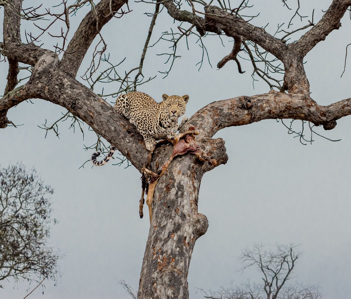 African leopard resting in a tree