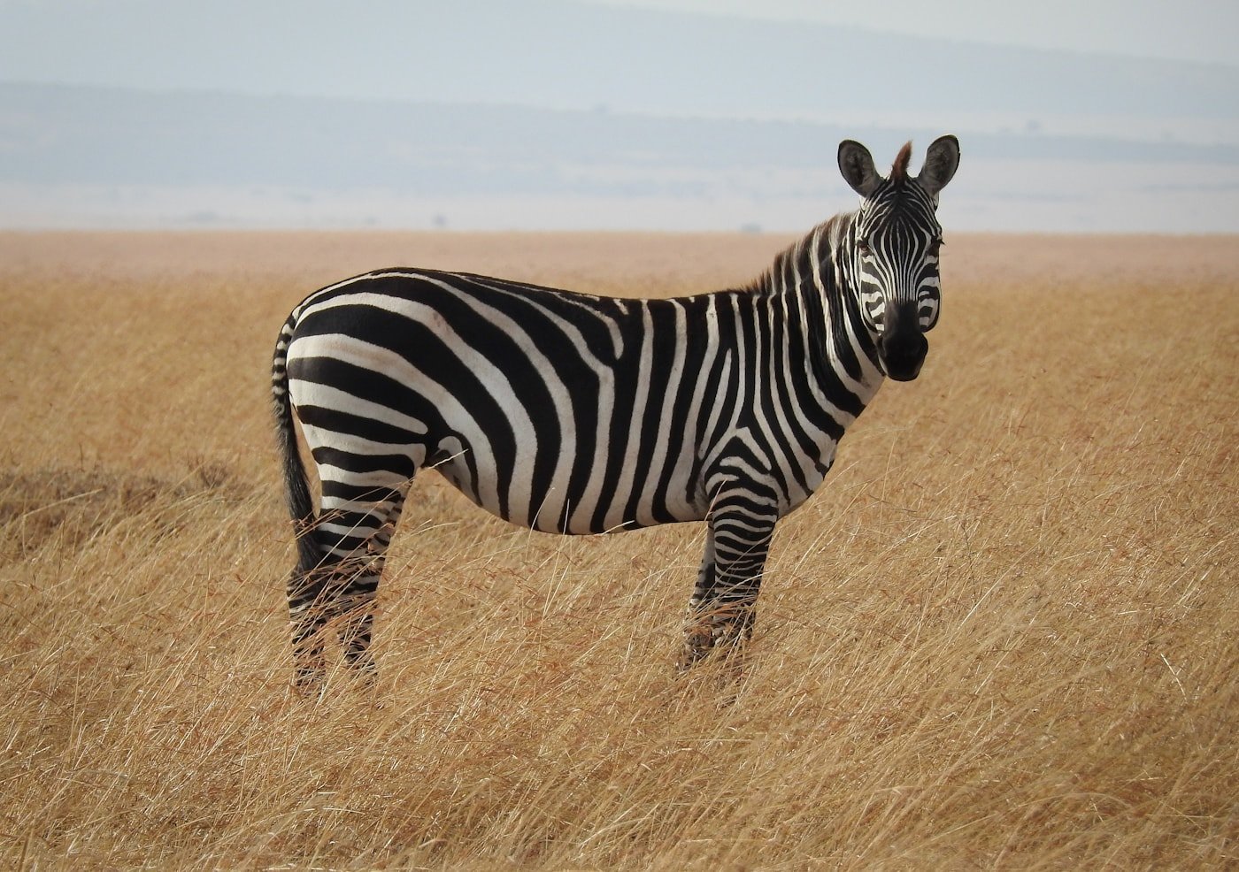 Zebra in an African savanna
